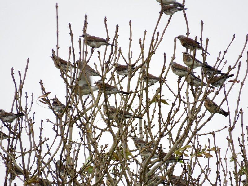 fieldfare 1.jpg