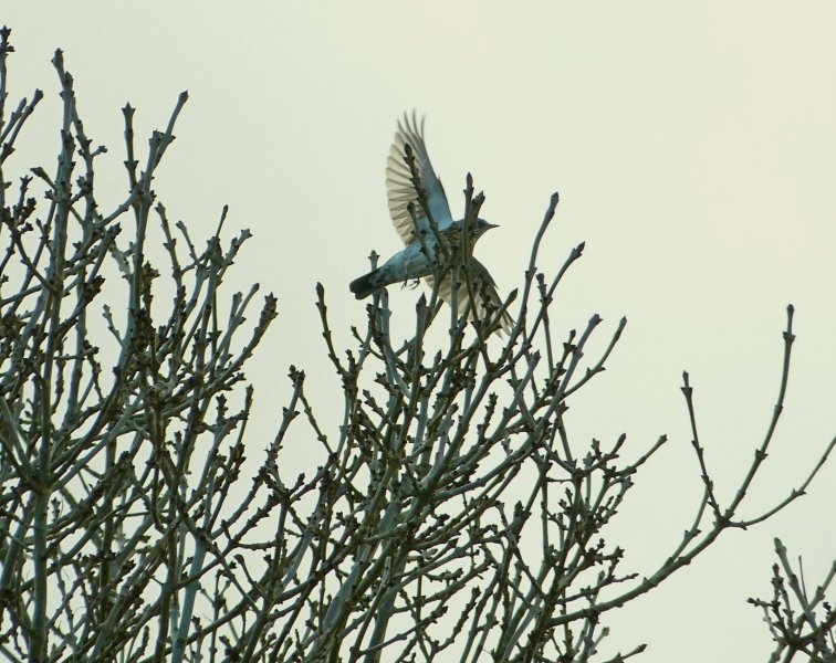 fieldfare 2.jpg