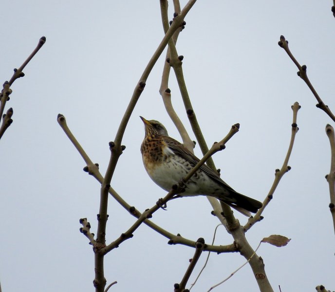 fieldfare 3.jpg