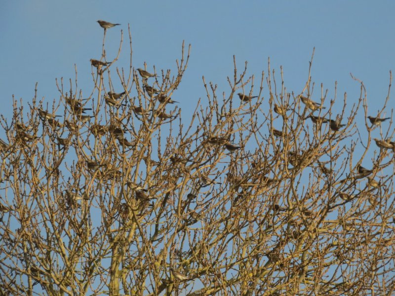 fieldfare.JPG