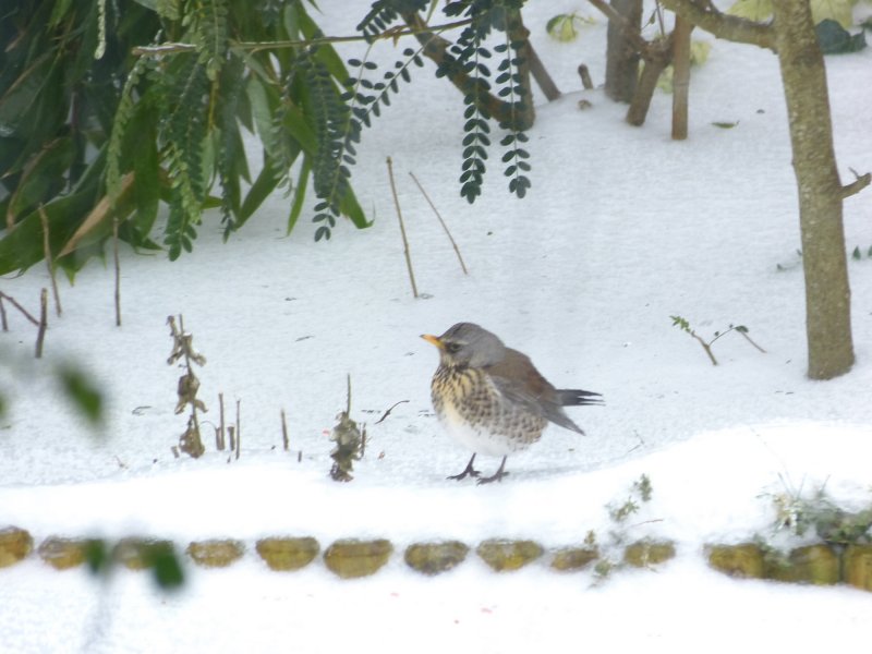 fieldfare.JPG