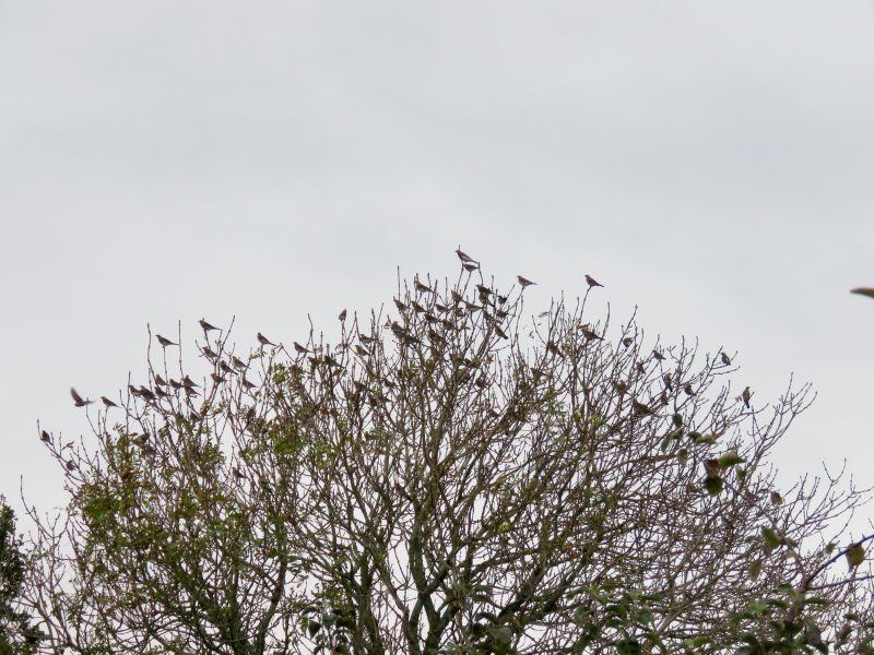 Fieldfares flock.JPG