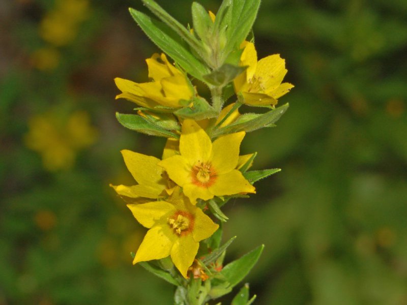 File_Primulaceae - Lysimachia punctata (8304680694)_jpg - Wikimedia ___.jpg