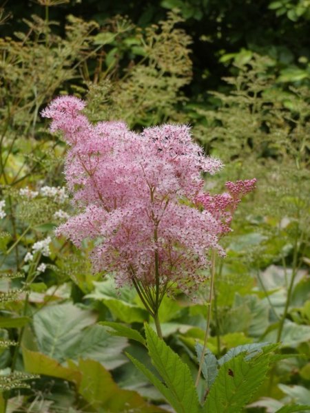 Filipendula rubra  01 - small.jpg