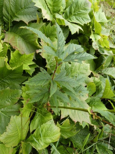 Filipendula rubra  03 - small.jpg