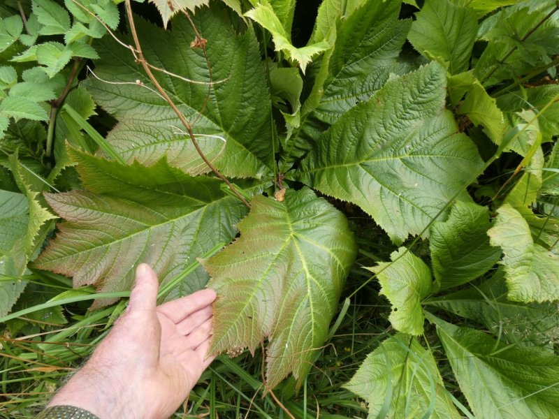 Filipendula rubra  07.jpg