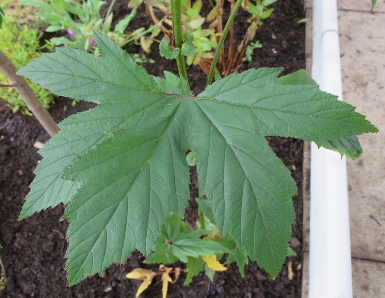 FILIPENDULA  RUBRA 10-08-2015 11-44-54.JPG