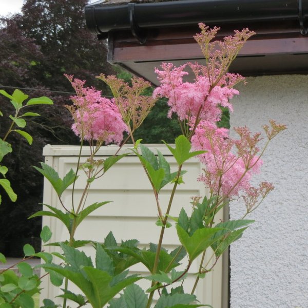 FILIPENDULA  RUBRA 22-Jul-16 2-51-10 PM.JPG