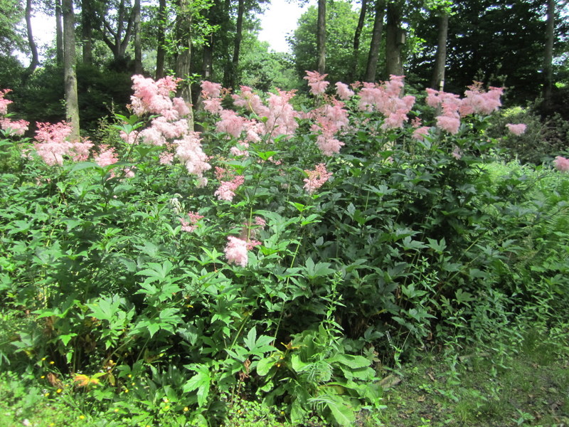 FILIPENDULA  RUBRA  VENUSTA 21-07-2012 12-09-16.JPG