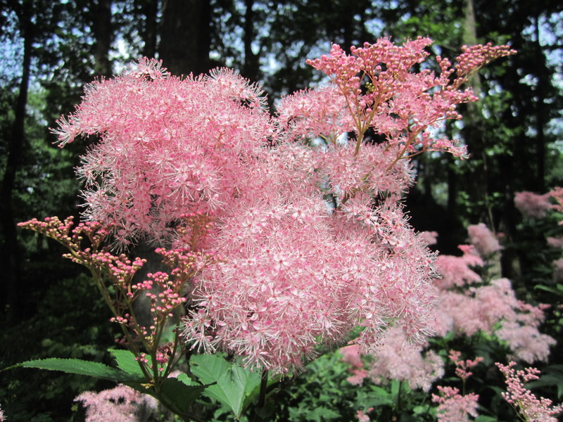 FILIPENDULA  RUBRA  VENUSTA 21-07-2012 12-09-44.JPG