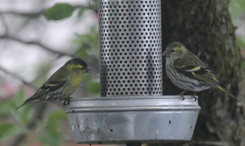 FinchOrSiskin.JPG