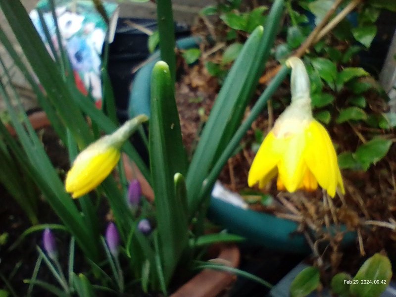 First Daffs of 2024 on balcony 29th February 2024.jpg