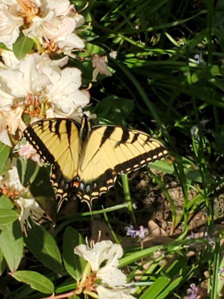 First Yellow butterfly.jpg