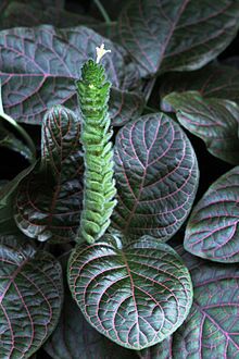 Fittonia flower.jpg