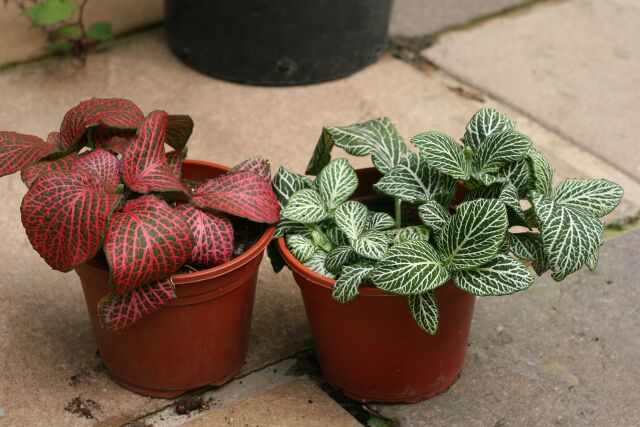 Fittonia verschaffeltii.JPG