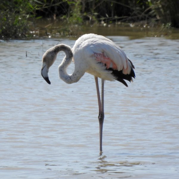 flamingo 8.JPG