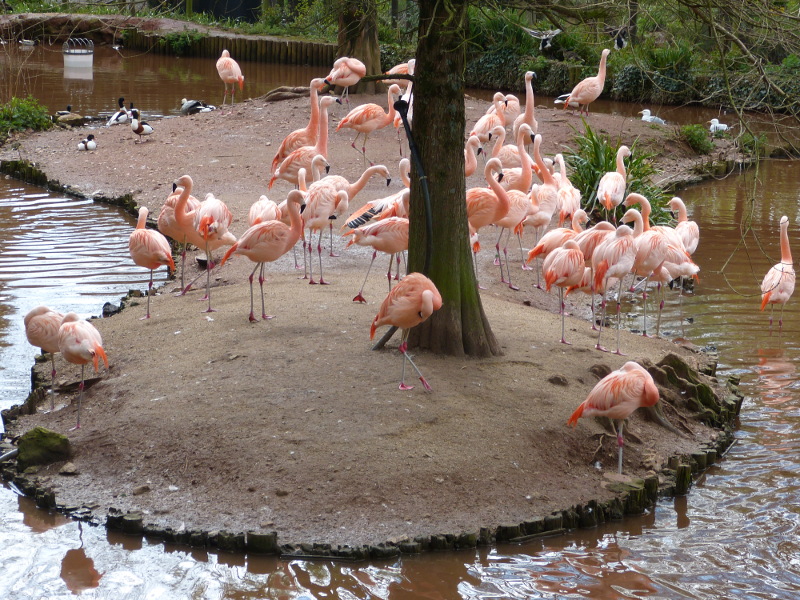 Flamingos.JPG