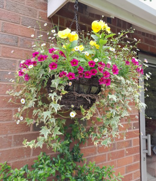 Fleabane in basket.jpg