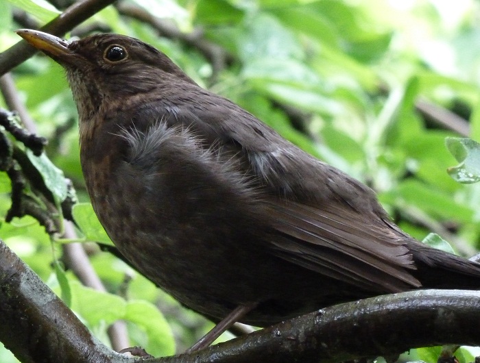 fledgie 1st brood june.jpg