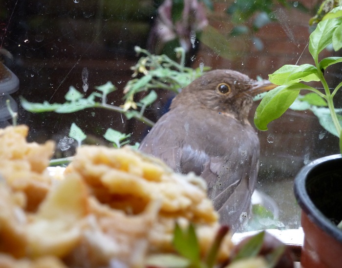 fledgie at window.jpg