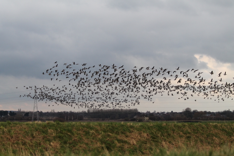 flock (800x533).jpg