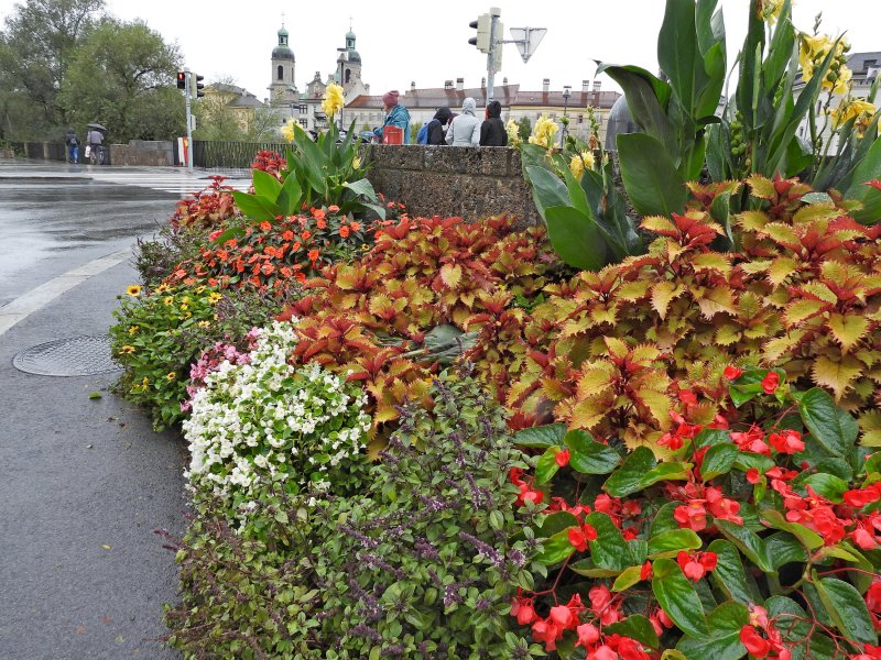 flower bed Bolzano.JPG