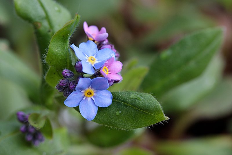 Forget-me-not-2.jpg