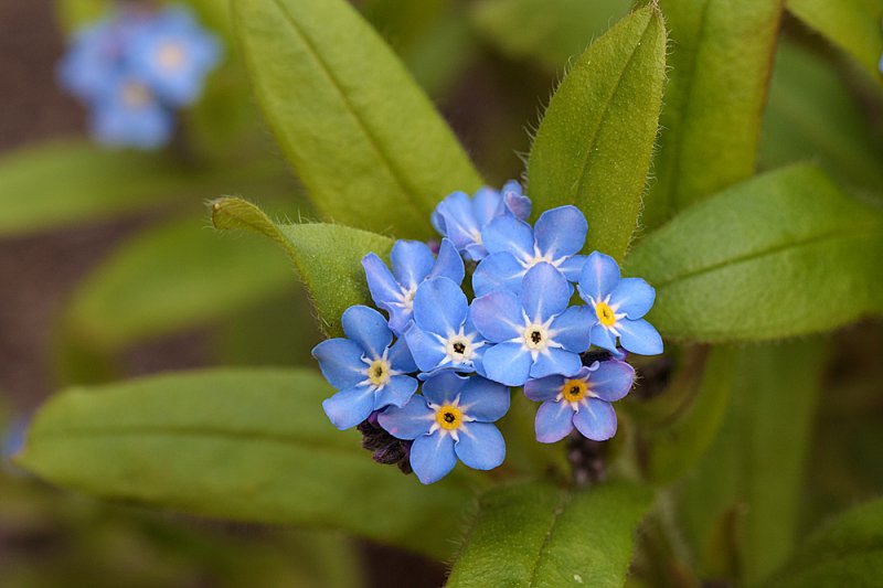 Forget-me-not-f11.jpg