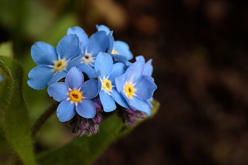 Forget-me-not-f16.jpg