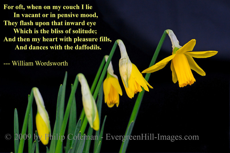 ForOft-SpringComing-Daffodils_DSD1458_DxO_raw-L.jpg