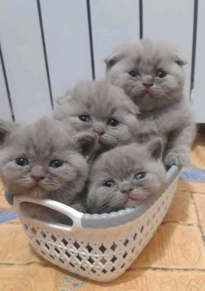 Four Fat Kittens.png