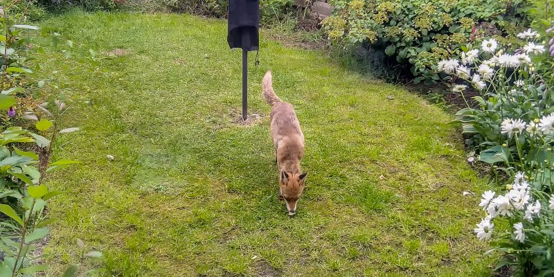 Fox in the garden 23-7-23.jpg