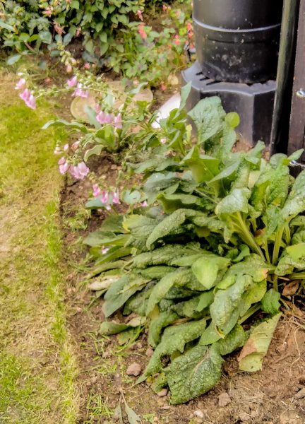 Foxglove 21-9-22.jpg