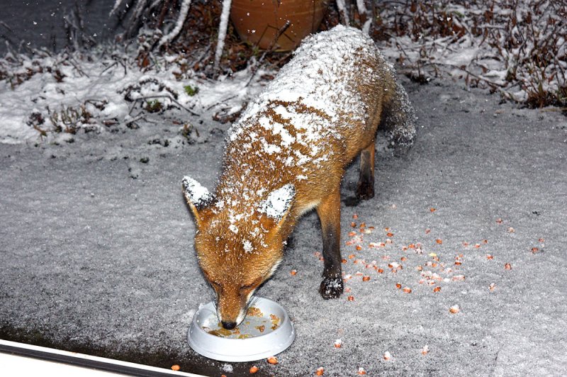 Foxy-covered-in-snow.jpg