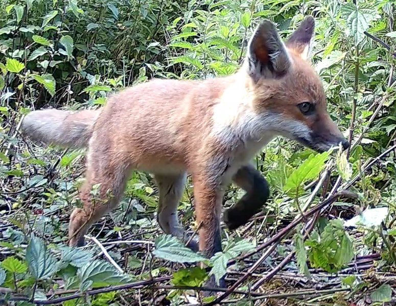 Foxy Fur Baby.jpg