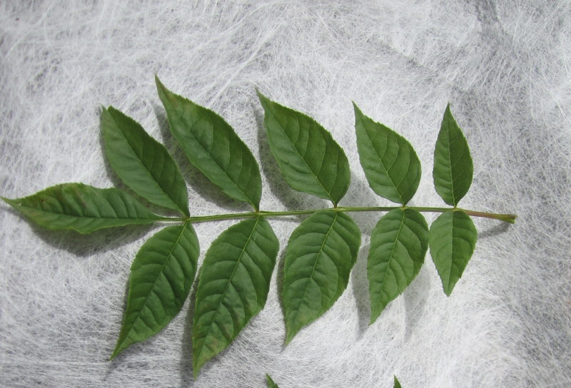 FRAXINUS  EXCELSIOR 17-06-2012 15-02-01.  SAMBUCUS  NIGRA  LEFT 17-06-2012 15-02-002.JPG