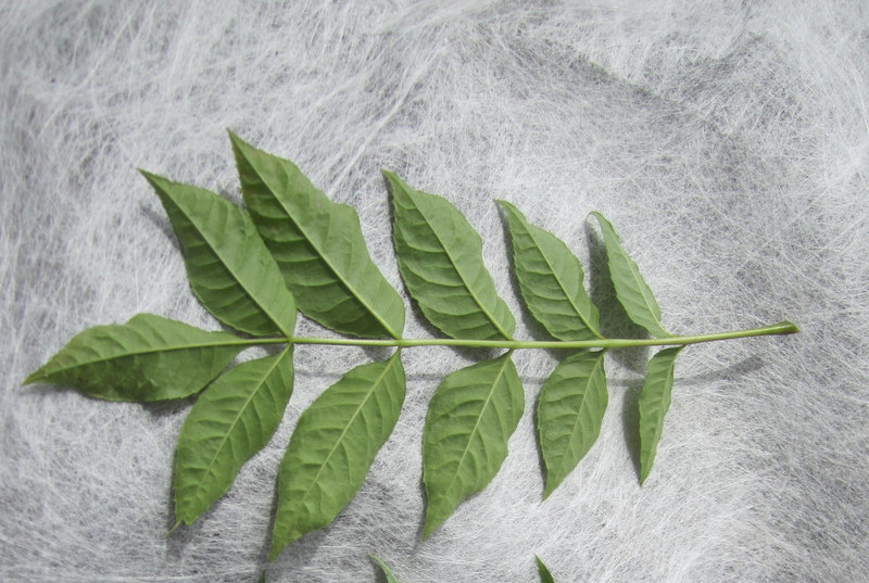 FRAXINUS  EXCELSIOR 17-06-2012 15-02-17.JPG