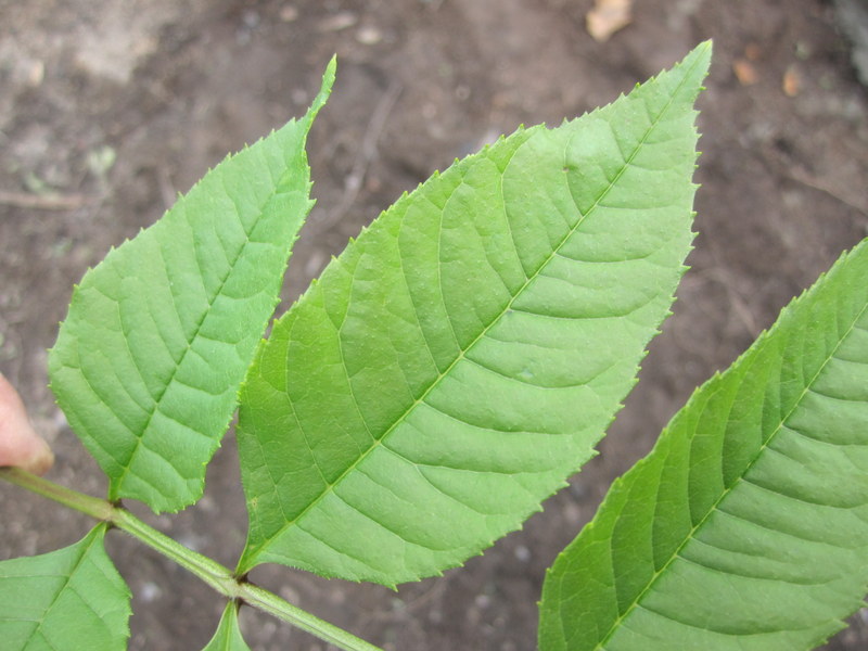 FRAXINUS  EXCELSIOR 17-06-2012 15-11-27.JPG