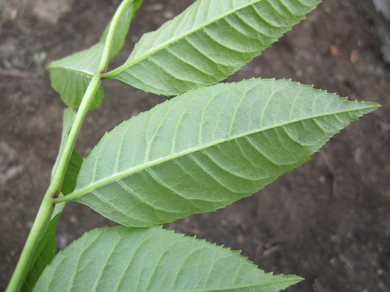 FRAXINUS  EXCELSIOR 17-06-2012 15-11-36.JPG