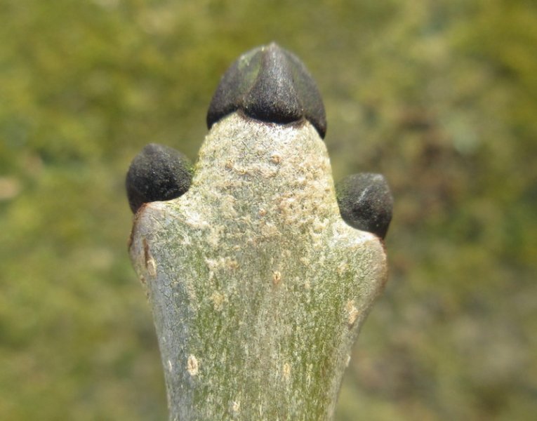 FRAXINUS  EXCELSIOR  ASH 09-03-2018 16-15-20.JPG