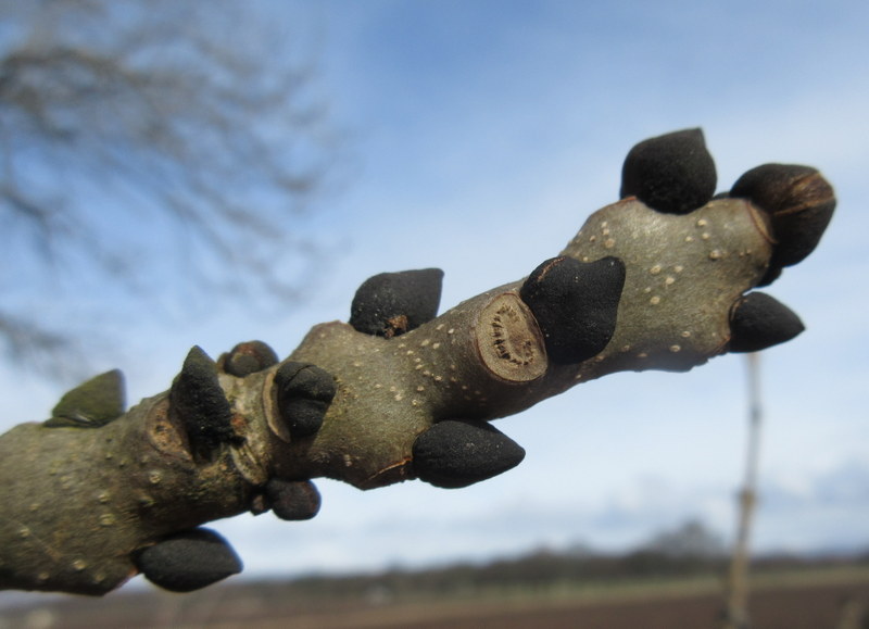 FRAXINUS  EXCELSIOR  ASH 28-03-2018 10-40-57.JPG