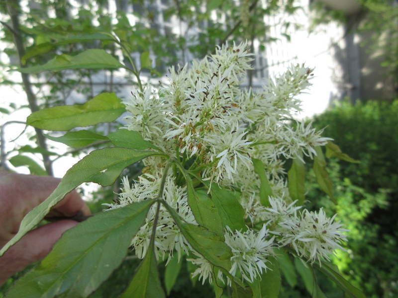 FRAXINUS  ORNUS 10-05-2022 08-34-42.JPG