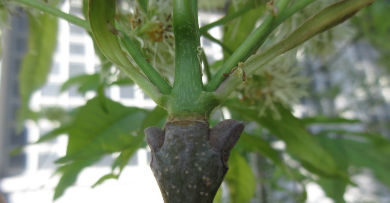 FRAXINUS  ORNUS 10-05-2022 08-34-54.JPG