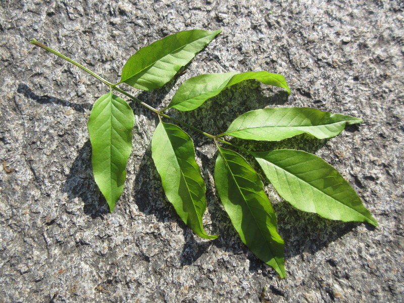 FRAXINUS  ORNUS 10-05-2022 08-35-44.JPG