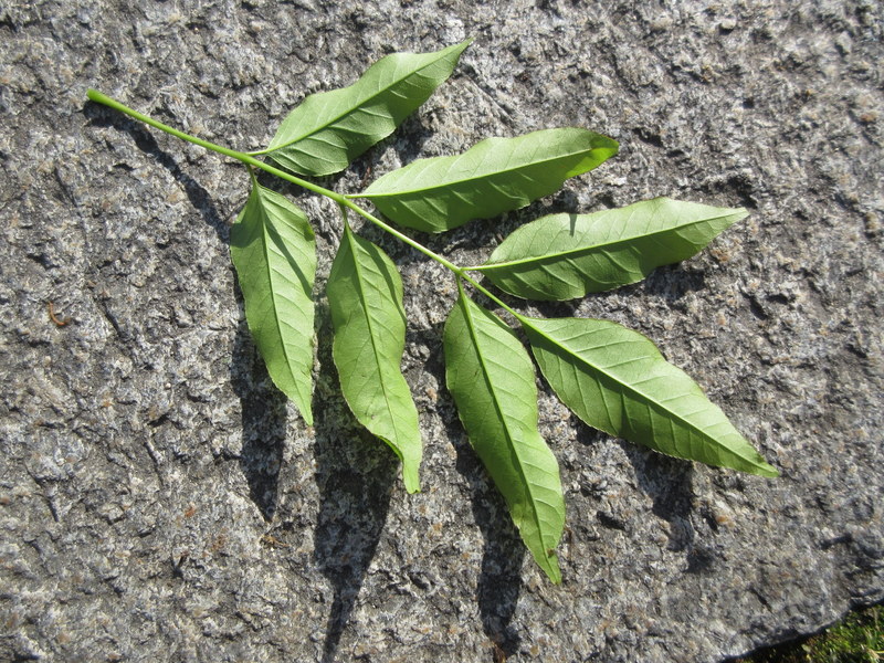 FRAXINUS  ORNUS 10-05-2022 08-35-54.JPG