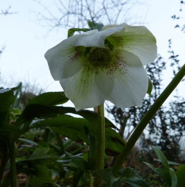 Freckled Hellebore seedling.JPG