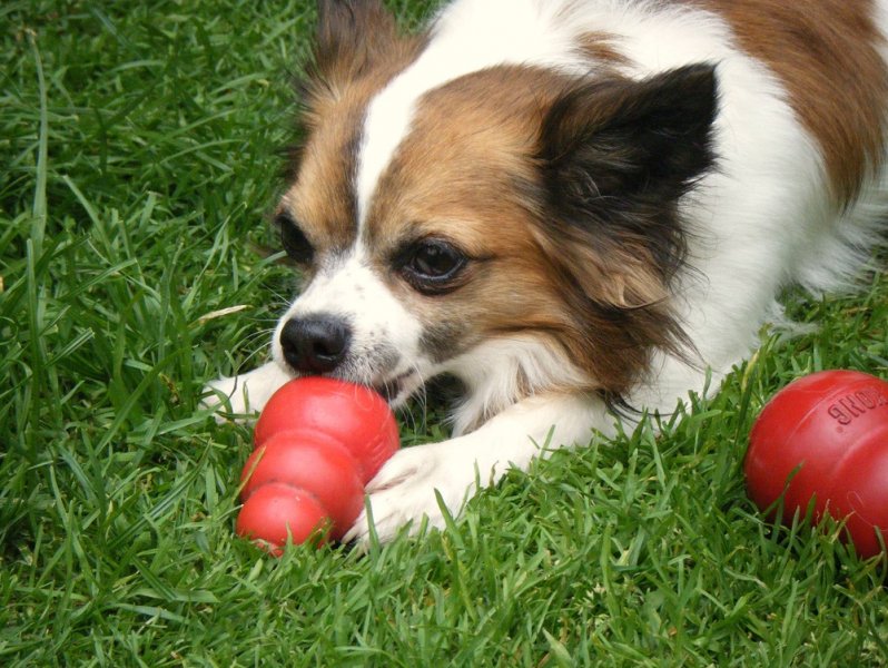 freddy in the garden (kong) (6).JPG