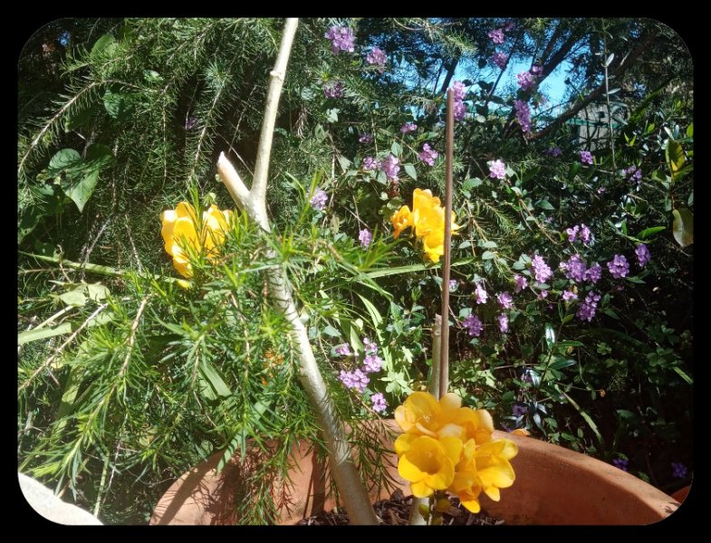 Freesias 21 Mar 23.jpg