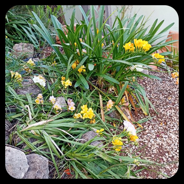 Freesias 25 Mar 23.jpg