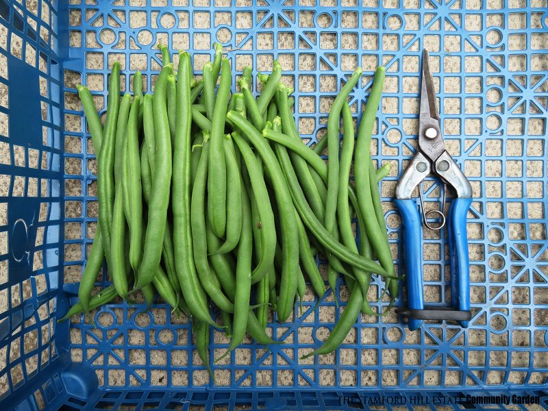 french_beans_03.jpg